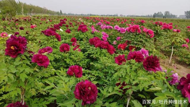 观赏牡丹基地实景图 花卉种植的诗意与匠心