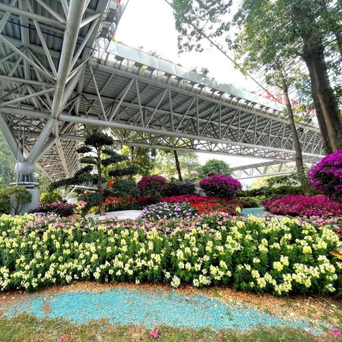 新春走基层 广州天河精品花带花境探秘，邀您打卡花卉种植区