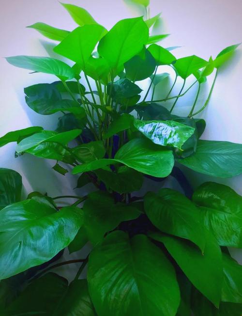 阳台花卉种植指南 让家充盈自然香韵