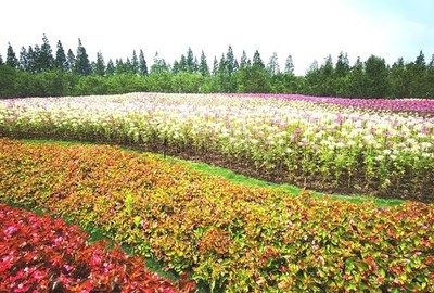 从土地到生活 探访现代花场里的花卉种植艺术