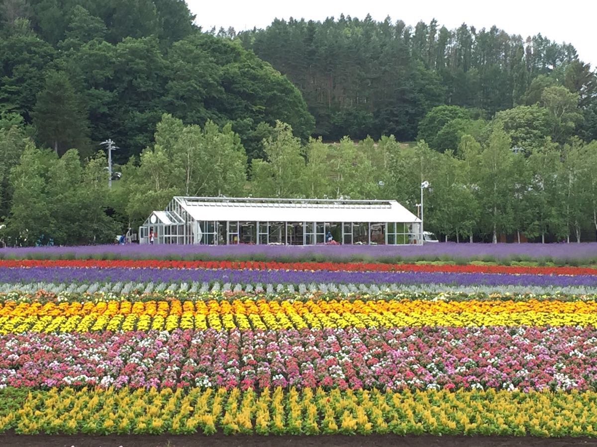 日本富田农场 一个年销售额过9亿日元的综合体——花卉种植如何成就传奇