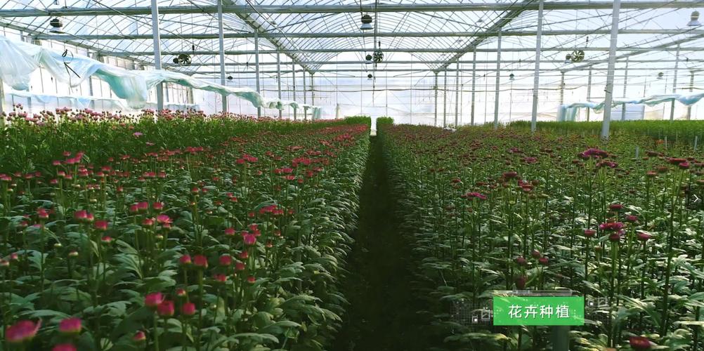 联塑集团发力现代农业 高端花卉种植产业建设正当时
